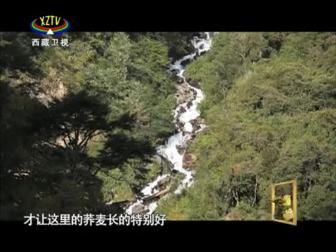 《西藏誘惑》品味蕎香