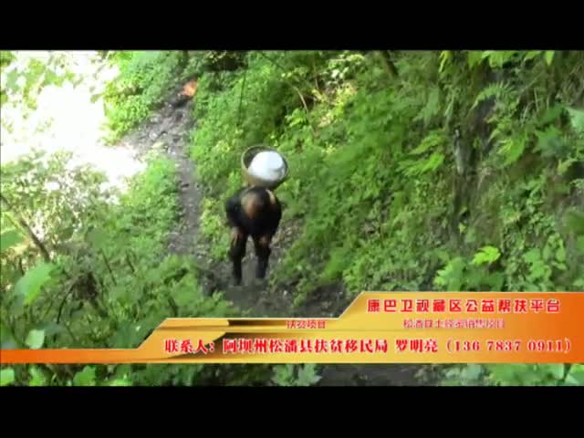 《康巴衛視藏區公益幫扶平臺》第十期 阿壩州松潘縣土蜂蜜銷售項目