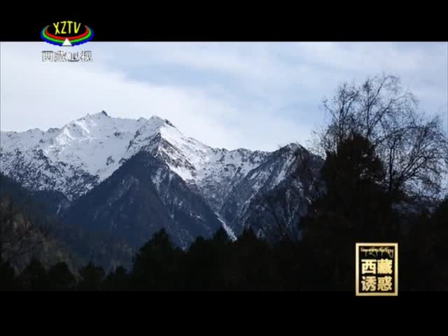 《西藏誘惑》索朗群培和他的高原藏香豬