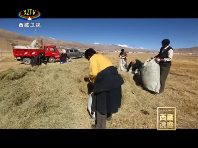 《西藏誘惑》羅丹的駐村故事