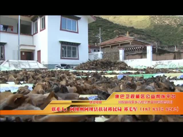 《康巴衛視藏區公益幫扶平臺》第十三期 阿壩縣茸安鄉青岡黑木耳種植銷售項目