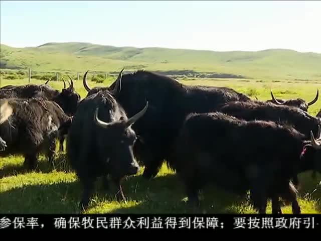 ཁམས་པའི་གསར་འགྱུར།  ༼ ༡༦.༠༧.༢༥༽