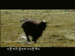 ཡིད་དབང་སྙིང་སྡུག  ༼གཞས་པ། བློ་བཟང་ཟླ་བ། ༽