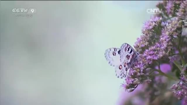 Humanities and Geography--High Altitude Butterflies Part 2