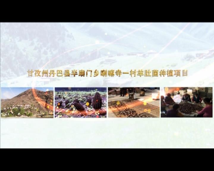 《康巴衛(wèi)視藏區(qū)公益幫扶平臺(tái)》第三十六期 甘孜州丹巴縣半扇門鄉(xiāng)喇嘛寺一村羊肚菌種植項(xiàng)目