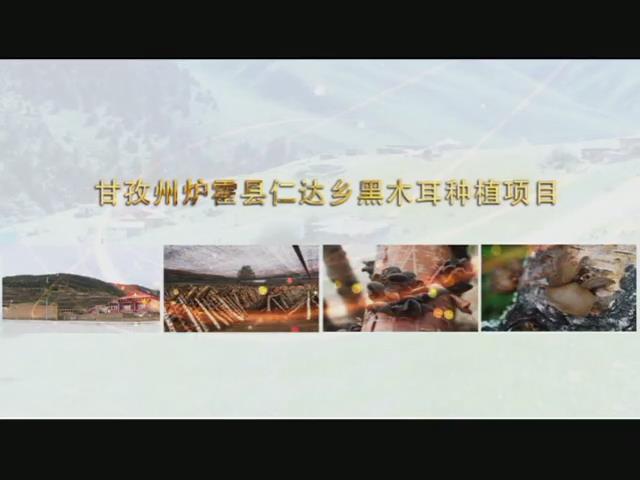 《康巴衛(wèi)視藏區(qū)公益幫扶平臺(tái)》第三十八期 甘孜州爐霍縣仁達(dá)鄉(xiāng)黑木耳種植項(xiàng)目