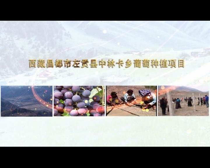 《康巴衛(wèi)視藏區(qū)公益幫扶平臺(tái)》第四十三期 西藏昌都市左貢縣中林卡鄉(xiāng)葡萄種植項(xiàng)目