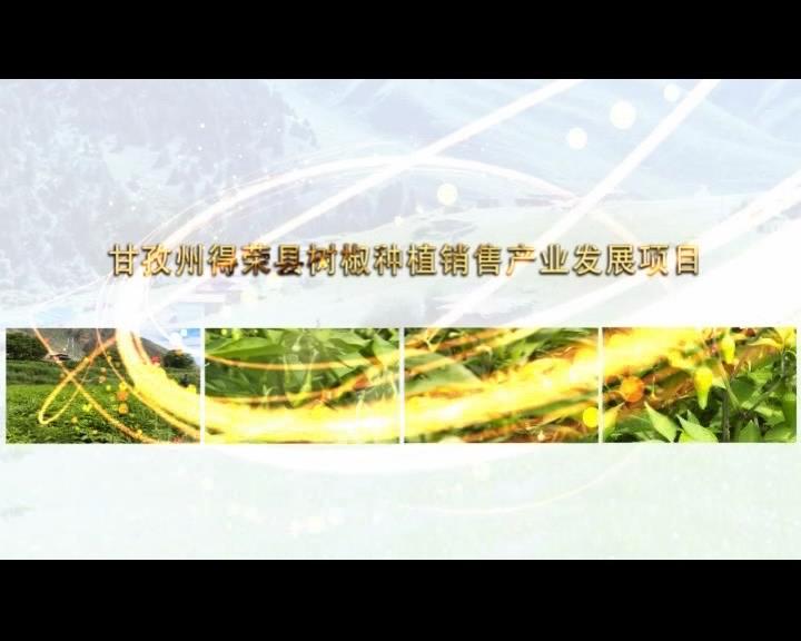 《康巴衛(wèi)視藏區(qū)公益幫扶平臺(tái)》第五十三期 甘孜州得榮縣樹椒種植銷售產(chǎn)業(yè)發(fā)展項(xiàng)目