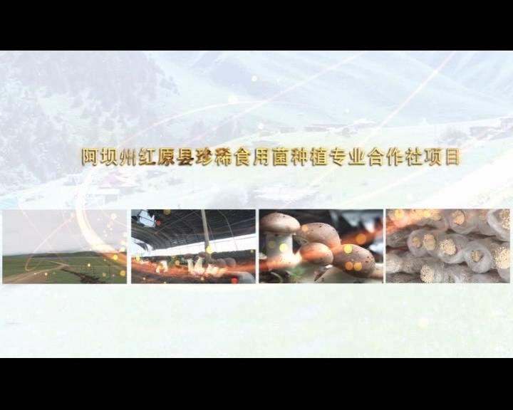 《康巴衛(wèi)視藏區(qū)公益幫扶平臺(tái)》第四十六期 阿壩州紅原縣珍稀食用菌種植專業(yè)合作社項(xiàng)目