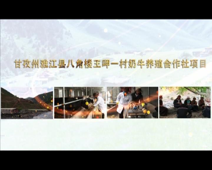 《康巴衛(wèi)視藏區(qū)公益幫扶平臺(tái)》第四十二期 甘孜州雅江縣八角樓王呷一村奶牛養(yǎng)殖合作社項(xiàng)目