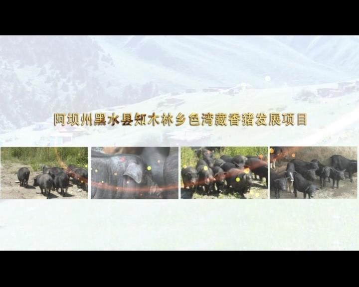 《康巴衛(wèi)視藏區(qū)公益幫扶平臺(tái)》第五十二期 阿壩州黑水縣知木林鄉(xiāng)色灣藏香豬發(fā)展項(xiàng)目