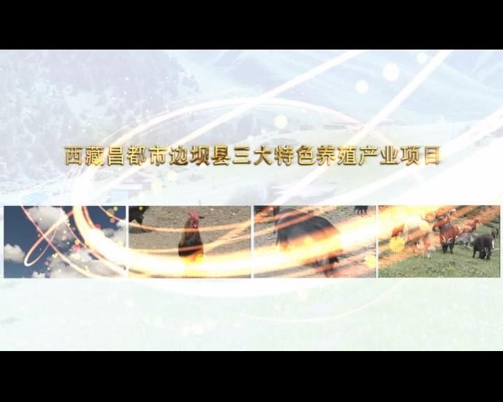 《康巴衛(wèi)視藏區(qū)公益幫扶平臺(tái)》第六十六期 西藏昌都市邊壩縣三大特色養(yǎng)殖產(chǎn)業(yè)項(xiàng)目