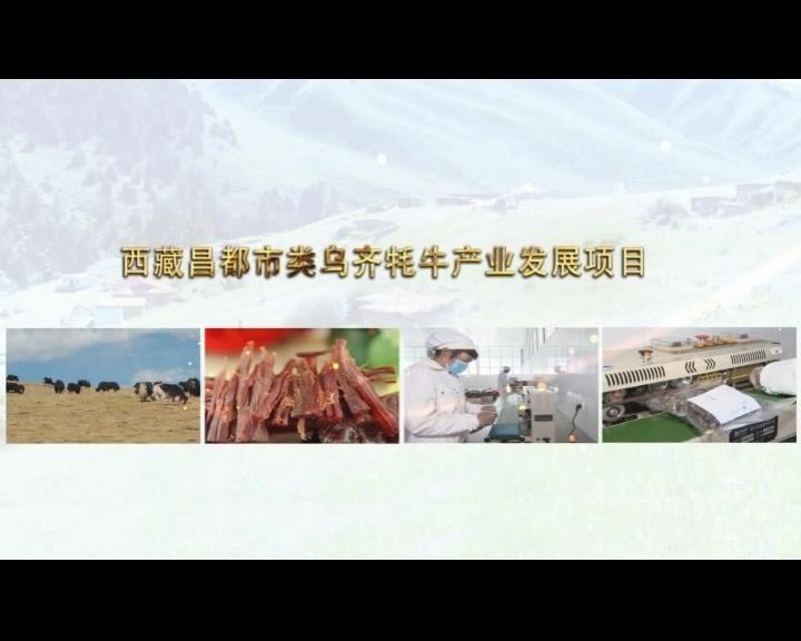 《康巴衛(wèi)視藏區(qū)公益幫扶平臺(tái)》第五十八期 西藏昌都市類烏齊牦牛產(chǎn)業(yè)發(fā)展項(xiàng)目