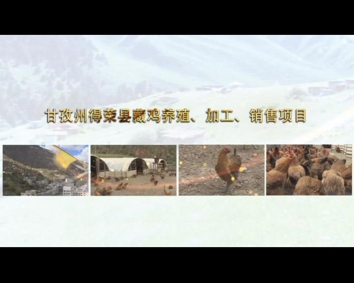 《康巴衛(wèi)視藏區(qū)公益幫扶平臺(tái)》第五十七期 甘孜州得榮縣藏雞養(yǎng)殖、加工、銷售項(xiàng)目