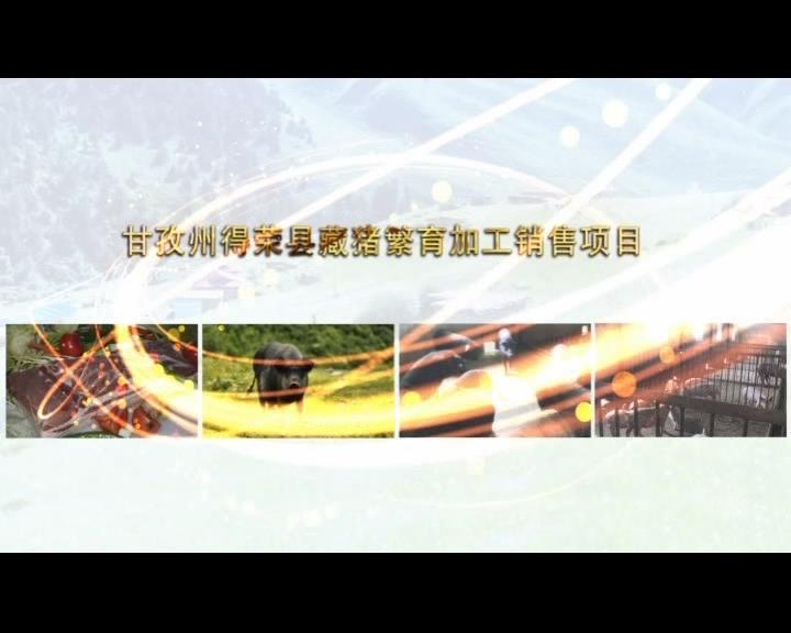 《康巴衛(wèi)視藏區(qū)公益幫扶平臺(tái)》第六十期 甘孜州得榮縣藏豬繁育加工銷售項(xiàng)目