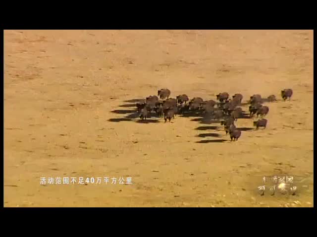 象雄文化长廊系列宣传片（二）和谐家园可可西里