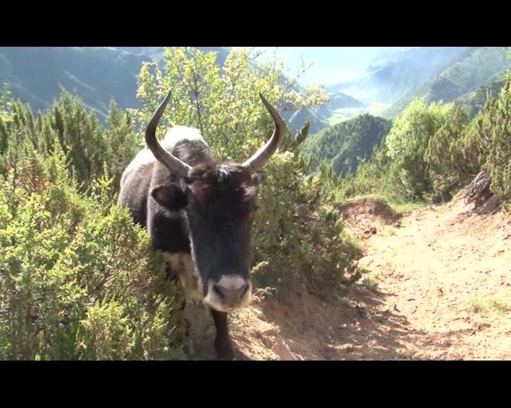 《格桑啦》：行走家乡·达瓦卓玛的影像纪录