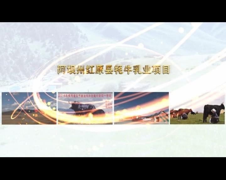 《康巴衛(wèi)視藏區(qū)公益幫扶平臺(tái)》第六十五期 阿壩州紅原縣牦牛乳業(yè)項(xiàng)目
