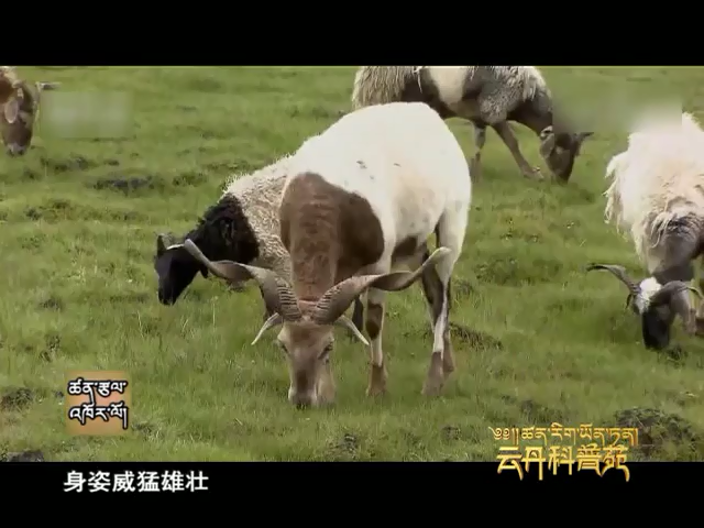 云丹科普苑：阿旺羊帶來的財富|挑選牛肉的訣竅（08.01）