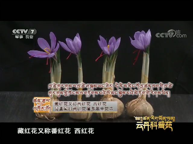 云丹科普苑：藏紅花里的“白富美”（07.25）