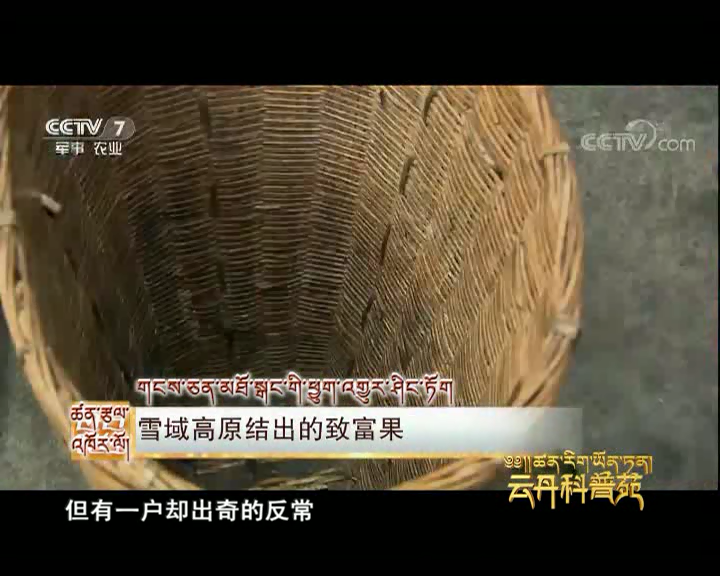 云丹科普苑：高原結出的致富果|開金花的茶（08.08）