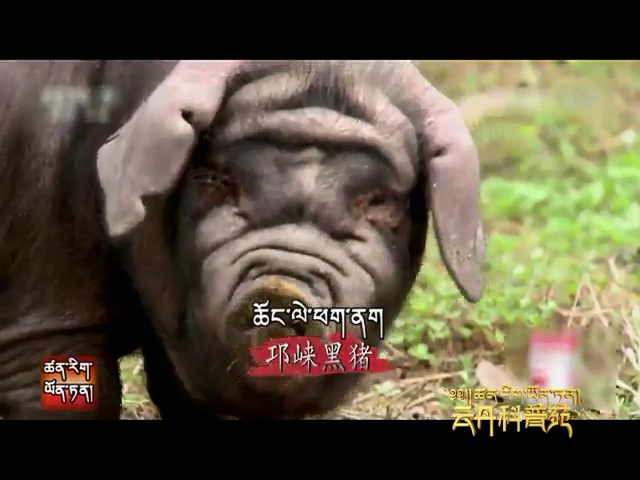 云丹科普苑（05.16）
