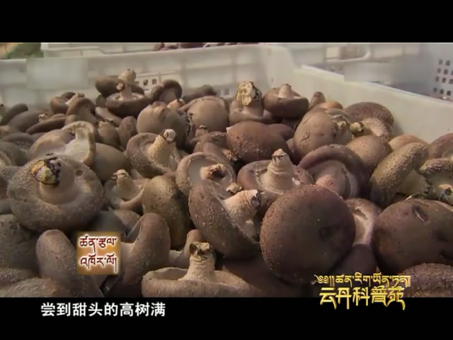 云丹科普苑：香菇闖市場背后的故事（08.22）