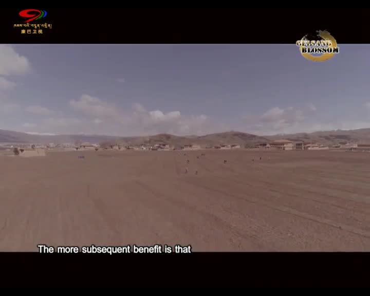 Rape Flowers on the Plateau