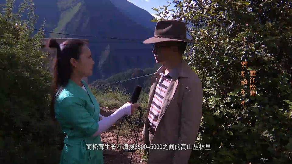 云丹科普苑：雅江松茸（09.26）