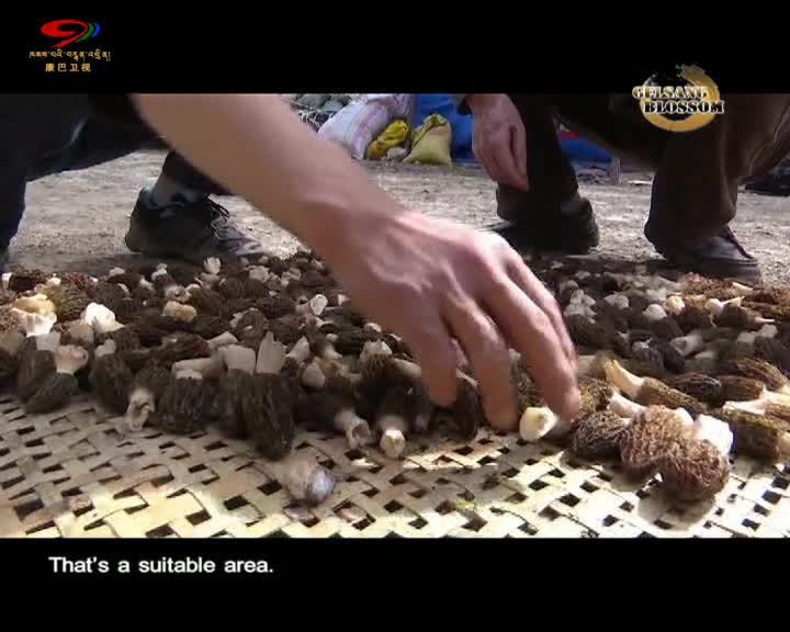 The Morel Fever by the Dadu River