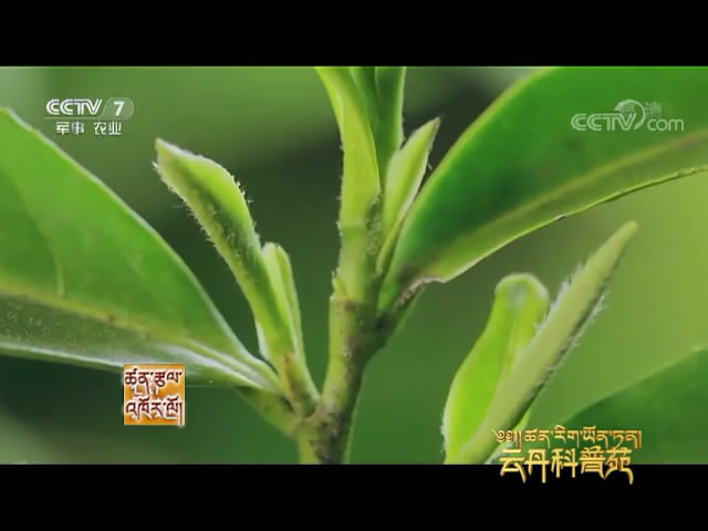 云丹科普苑：尋味普洱茶（08.15）