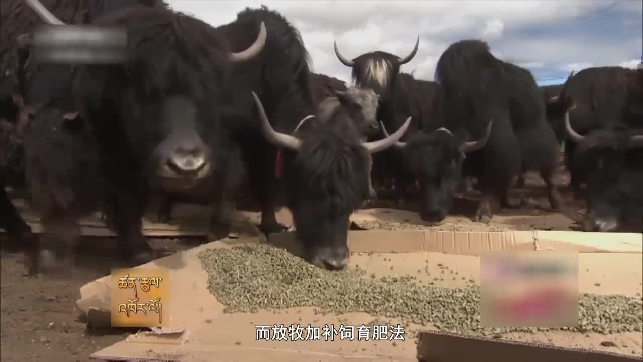 云丹科普苑（03.06）