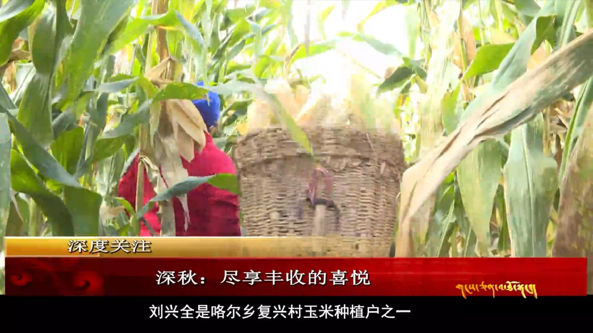 雪域高原：深秋盡享豐收的喜悅（10.28）
