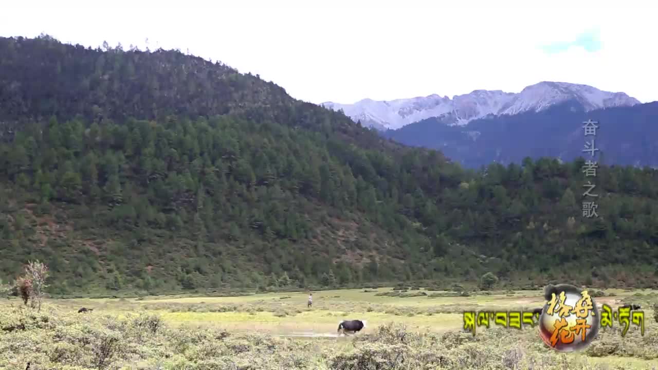 格桑花開201003高清播出版
