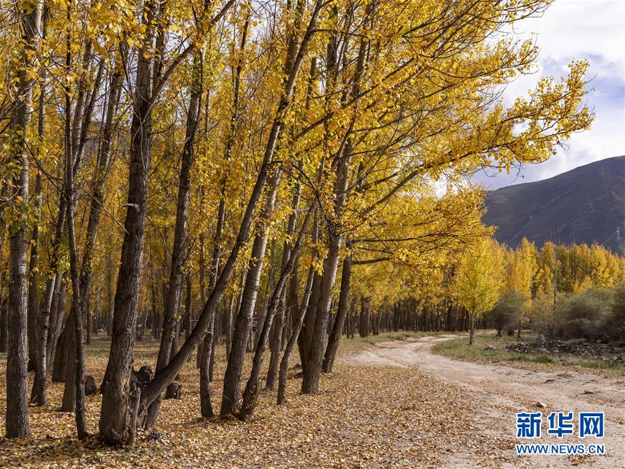 （美丽中国）（8）拉萨河谷秋意浓
