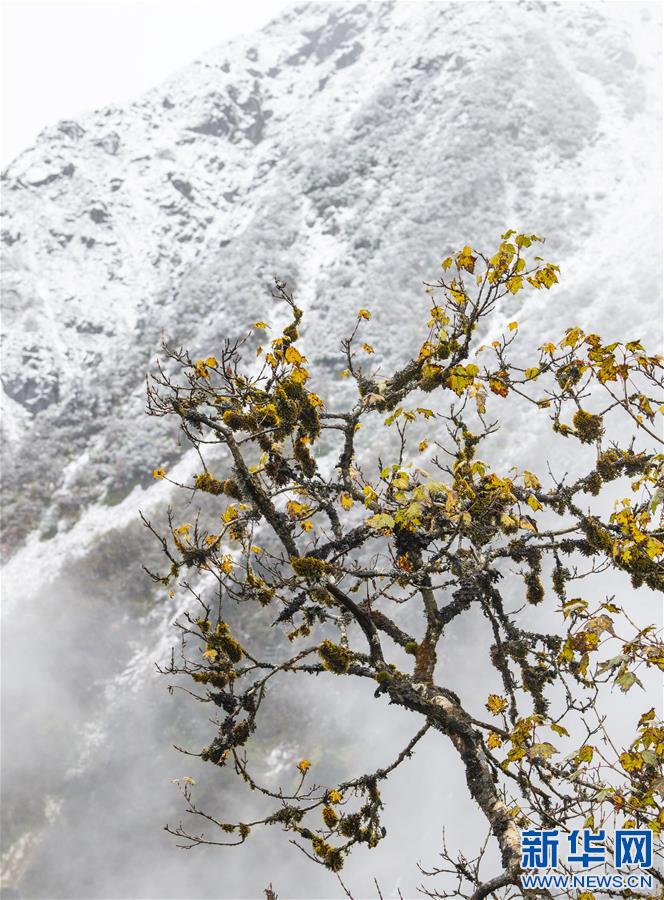 （新华视界）（1）西藏墨脱：走近“莲花秘境”