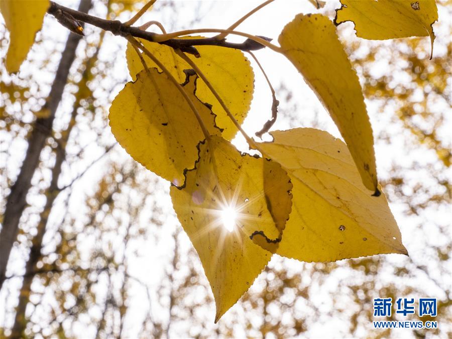 （美丽中国）（4）拉萨河谷秋意浓