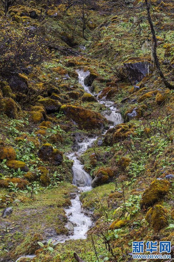 （新华视界）（4）西藏墨脱：走近“莲花秘境”