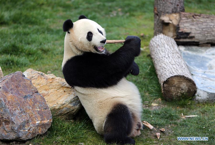 Four pandas make debut in southwest China