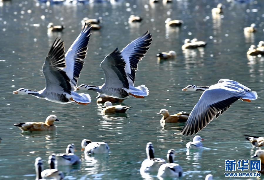 （美丽中国）（2）拉萨：龙王潭公园鸟尽欢