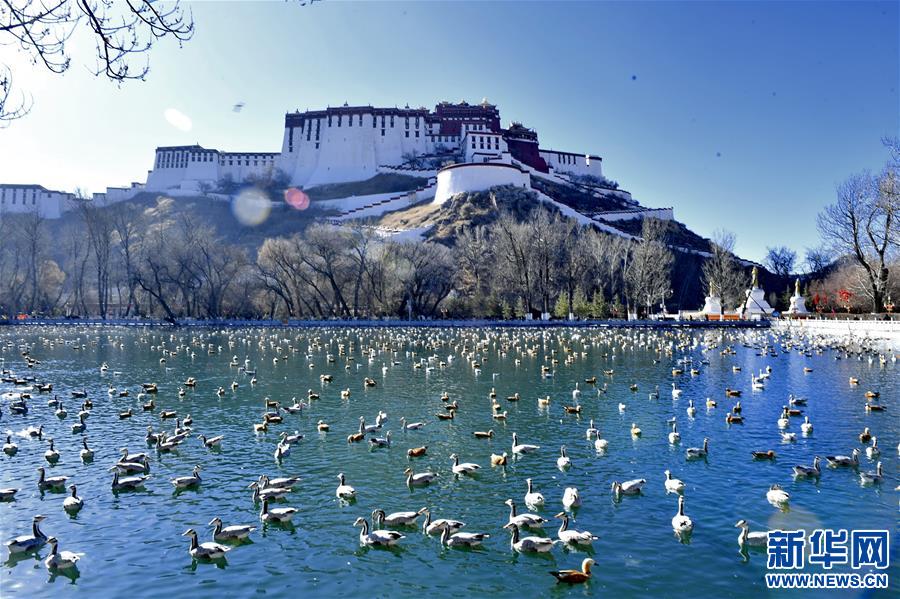 （美丽中国）（1）拉萨：龙王潭公园鸟尽欢