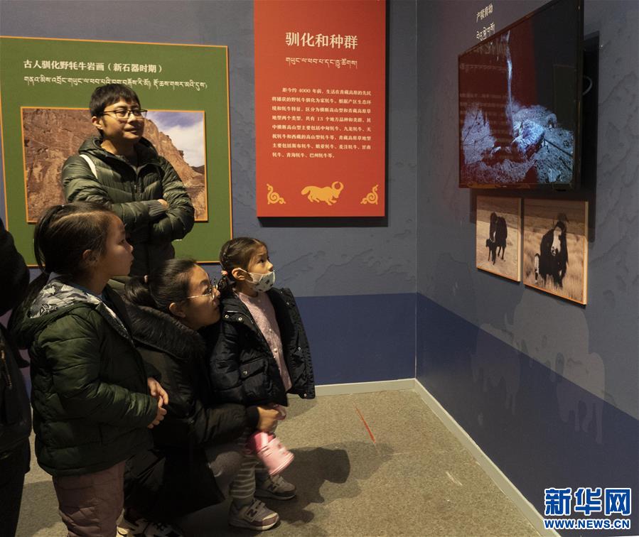 （文化）（1）高原牦牛文化展在杭州展出