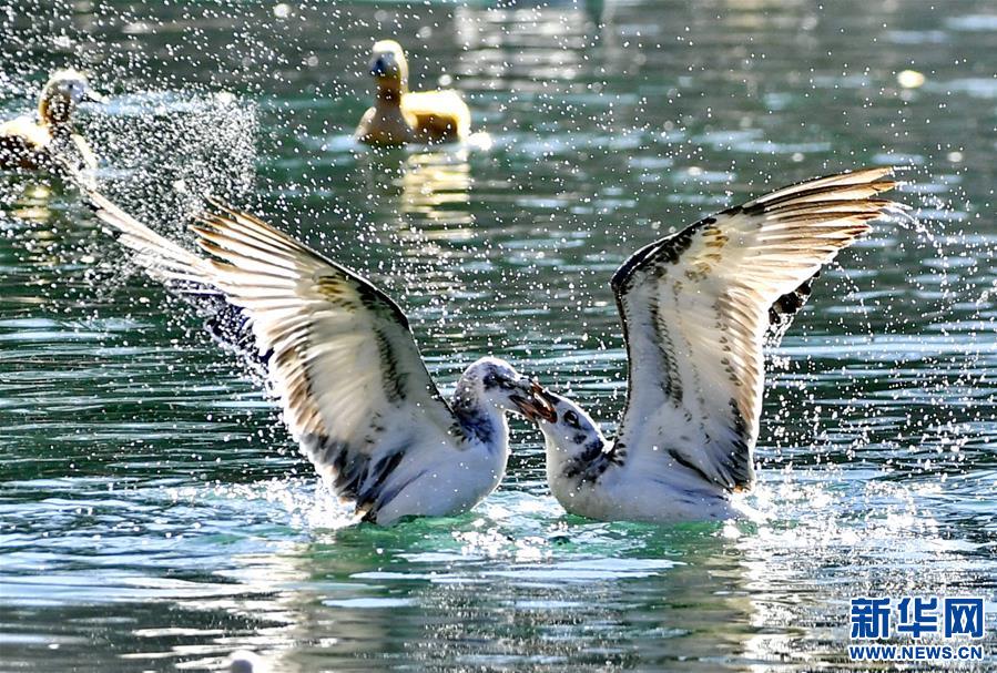 （美丽中国）（3）拉萨：龙王潭公园鸟尽欢